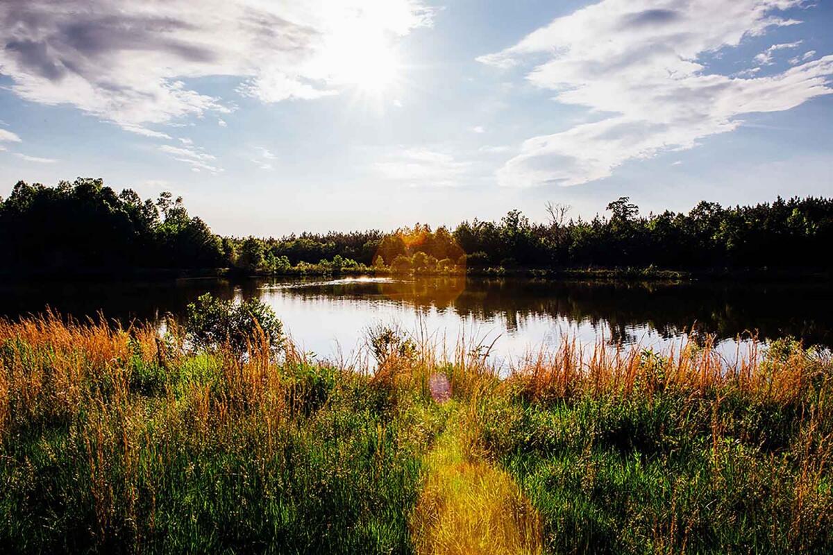 Willow Oaks Plantation for Sale in Eden, NC Rockingham County Farm