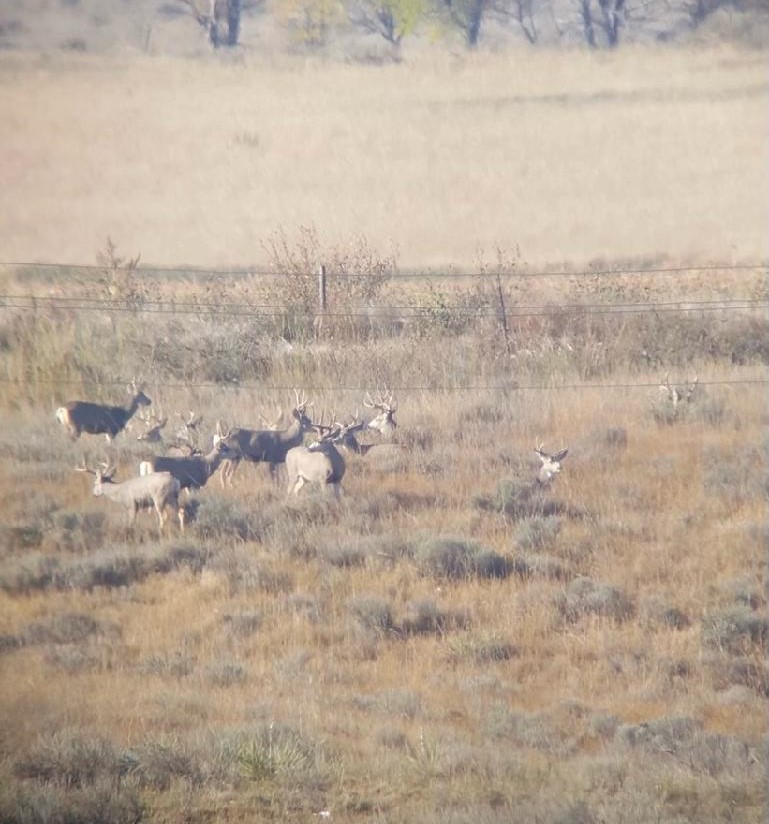 Morrill County Ranch Land Auction • Kraupie's Real Estate & Auctioneers