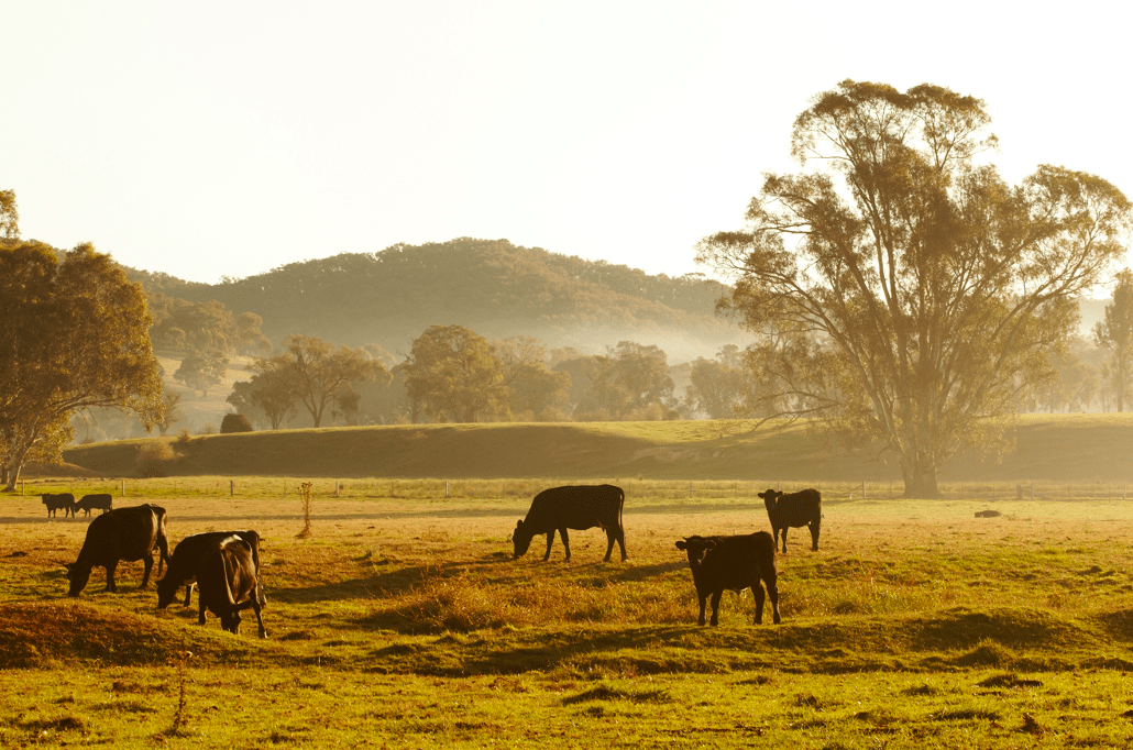 Rural Properties for Sale Wangaratta Buyers' Guide