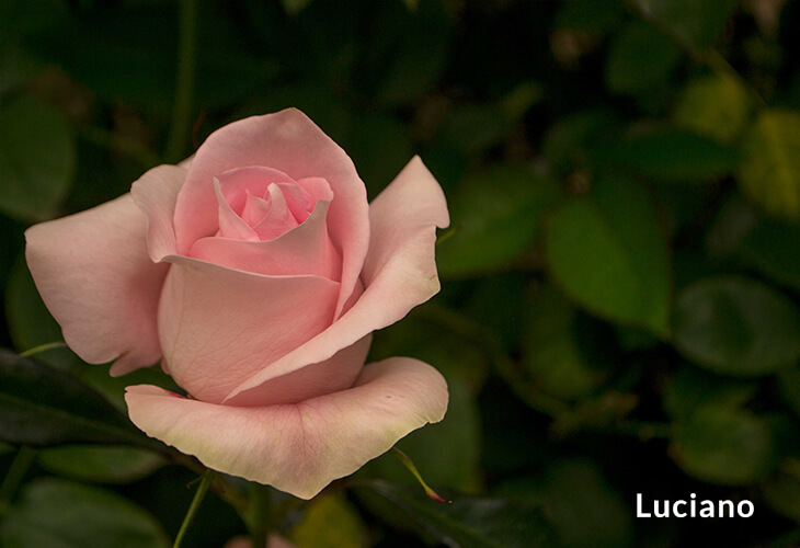 Colombian roses pink luciano The Farm Direct Company