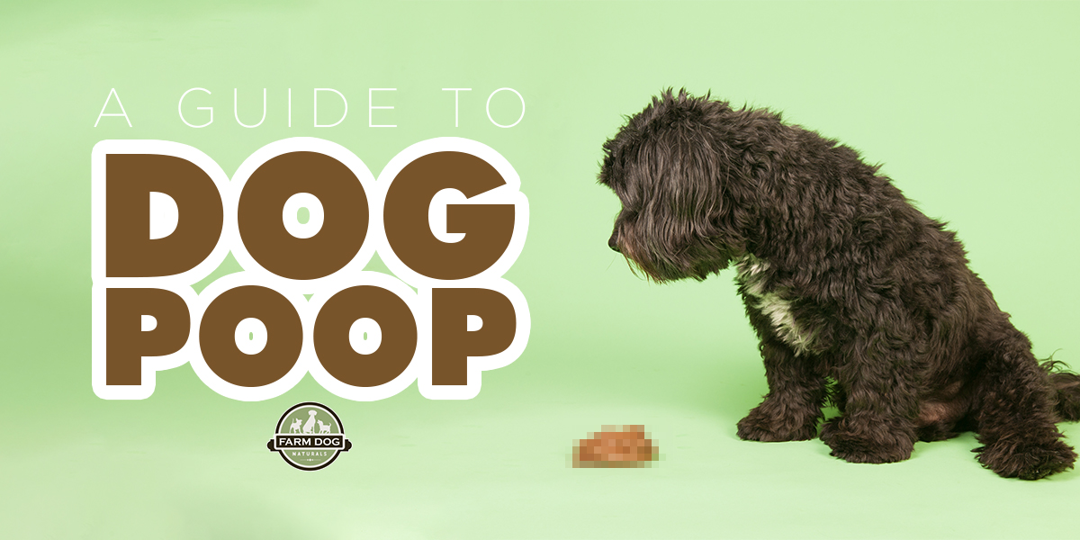 Can A Dog Poop Too Much