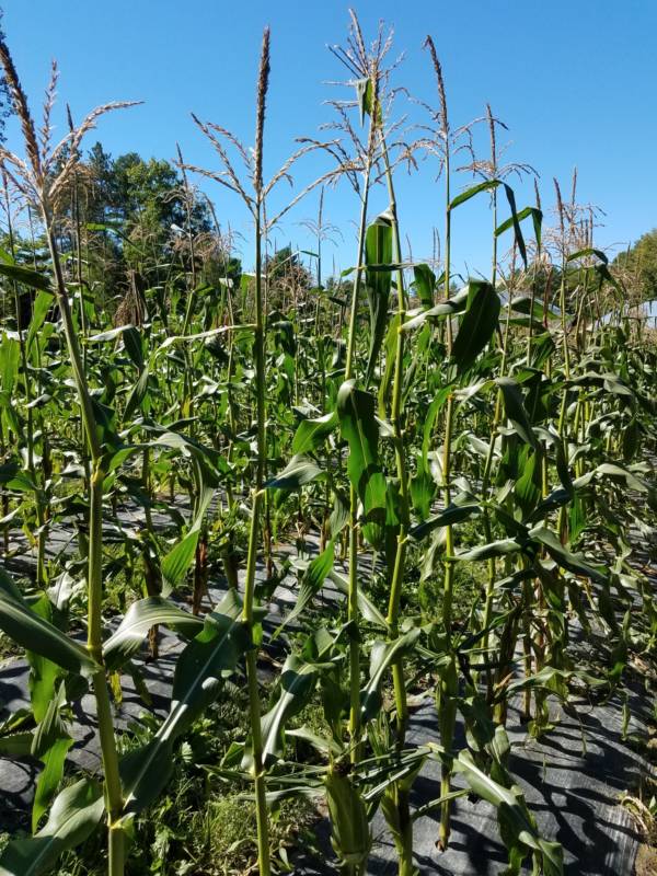 cornstalks, organic, 1 bundle FarmDrop