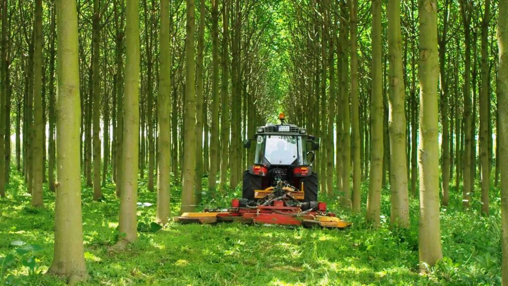 AgroForestry Plantations with the fastest growing tree worldwide, with