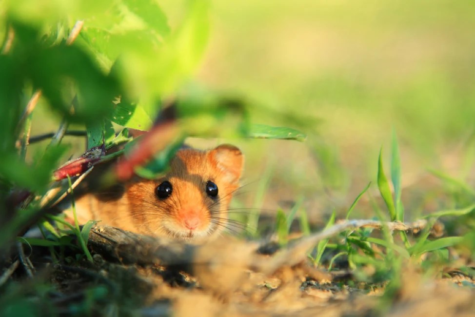 MouseProof Your Homestead with These Tips Farmer Brad