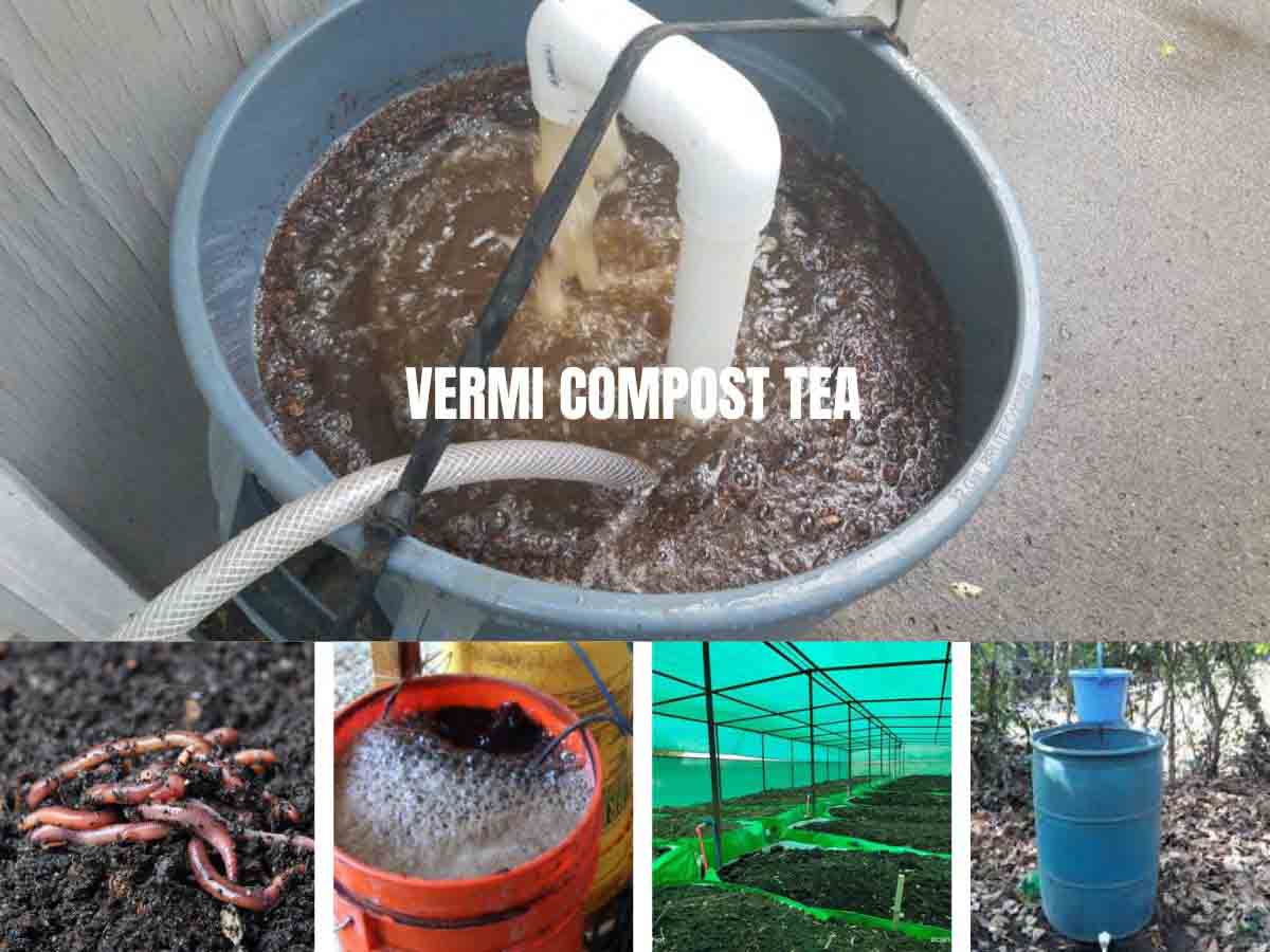 वर्मी कम्पोस्ट टी के क्या क्या फायदे हैं Vermi compost Tea ke kya kya