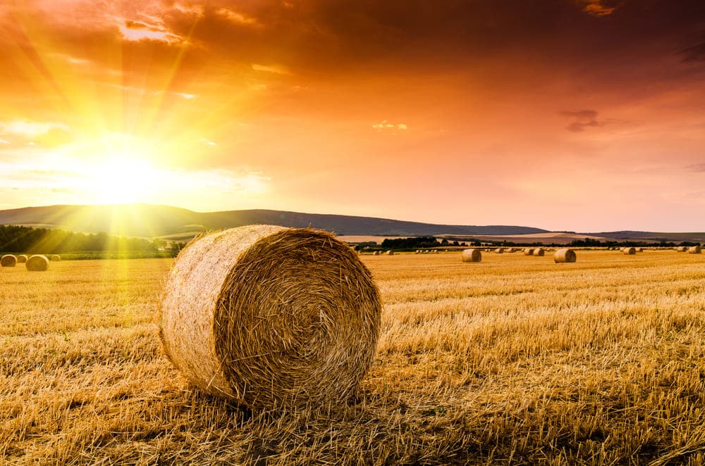 Why Are Hay Bales Left In Fields? (Answered) Farmer Grows