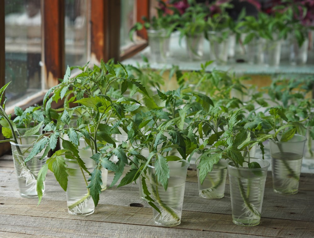 How To Fix Broken Seedling Stem? Farmer Grows