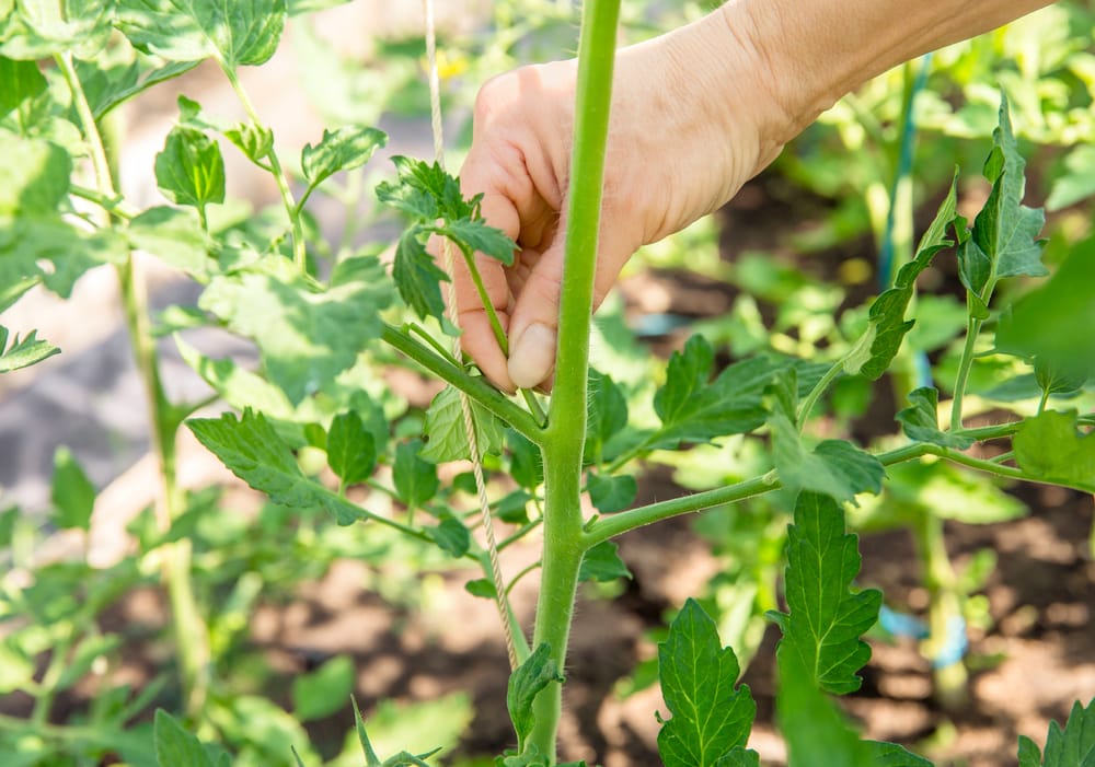 What Are The Bumps On Tomato Stem? Farmer Grows