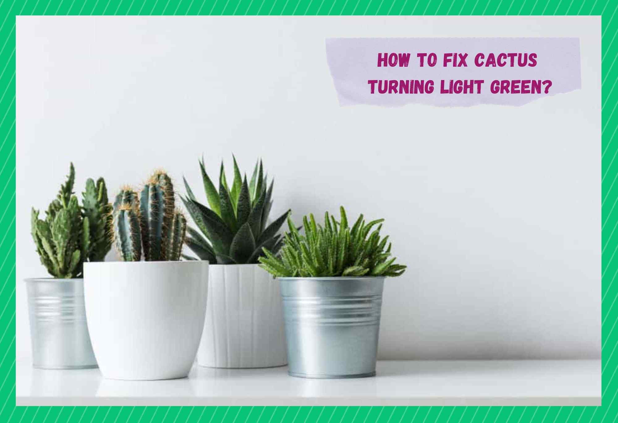 4 Ways To Fix Cactus Turning Light Green Farmer Grows