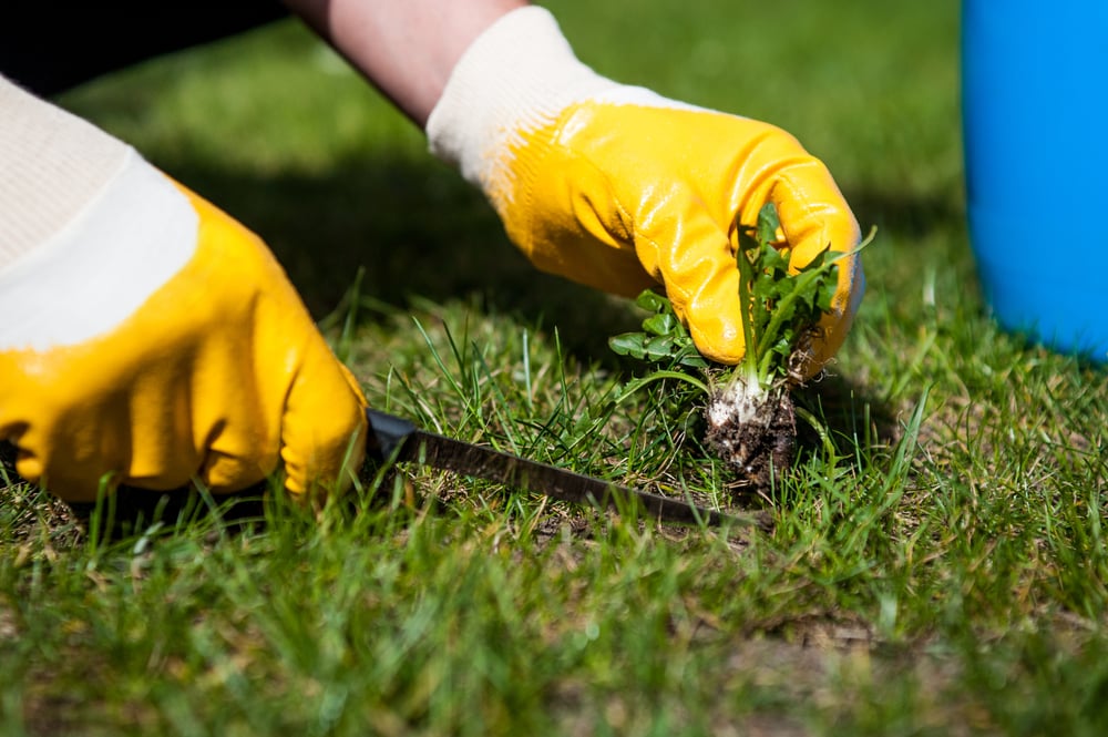 4 Methods To Deweed Your Lawn Farmer Grows