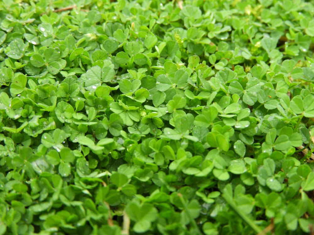 Micro Clover Lawn Pros And Cons (Guide) Farmer Grows