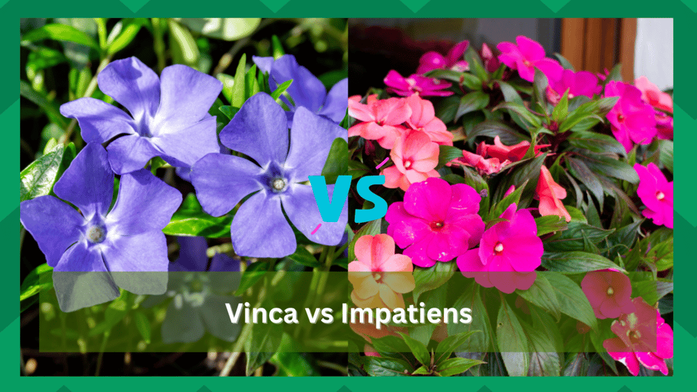Vinca vs Impatiens What Are Their Distinctions? Farmer Grows