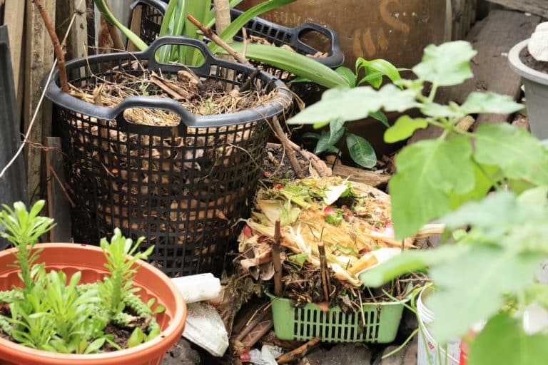 How To Get Rid of Bugs in Compost Bin? Farmer Grows
