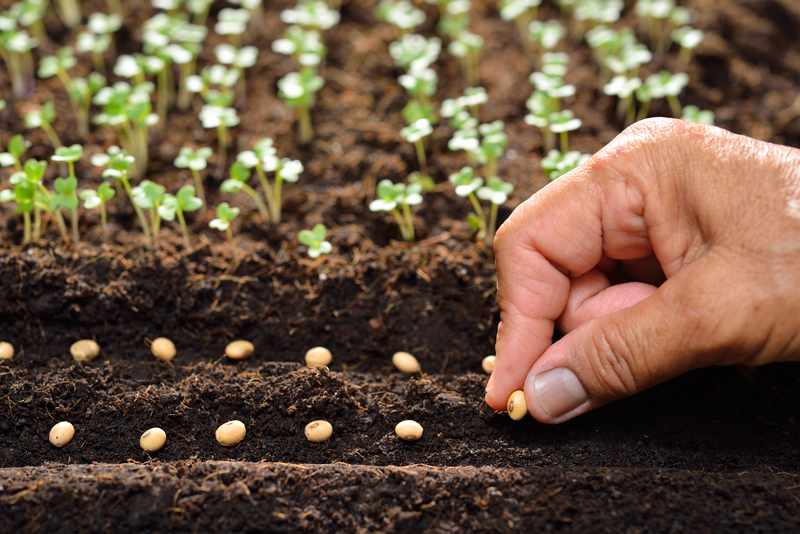 How To Grow Farro? Everything You Need To Know Farmer Grows