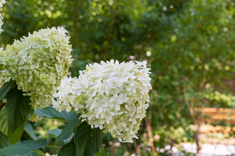 Little Lime Hydrangea vs Limelight Which Is Better? Farmer Grows