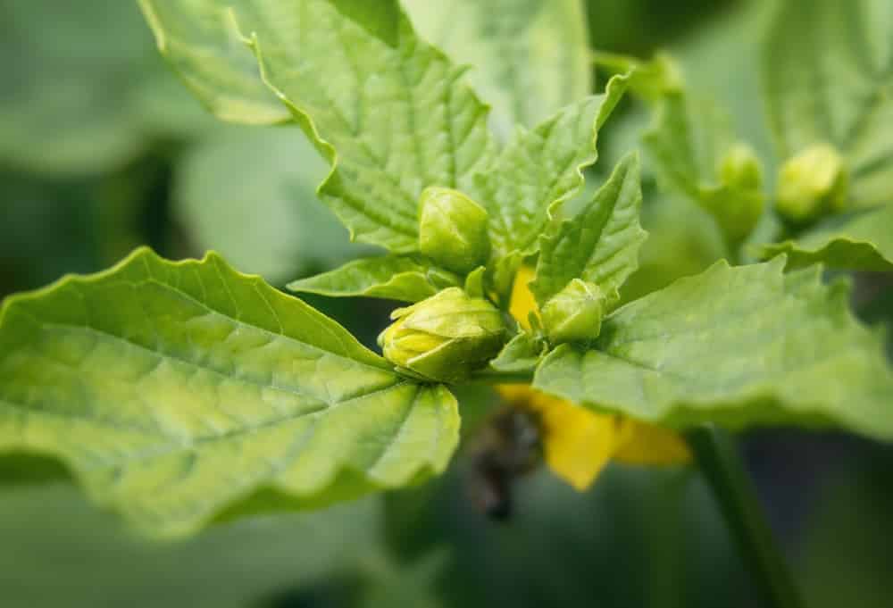 3 Common Tomatillo Leaf Problems Farmer Grows