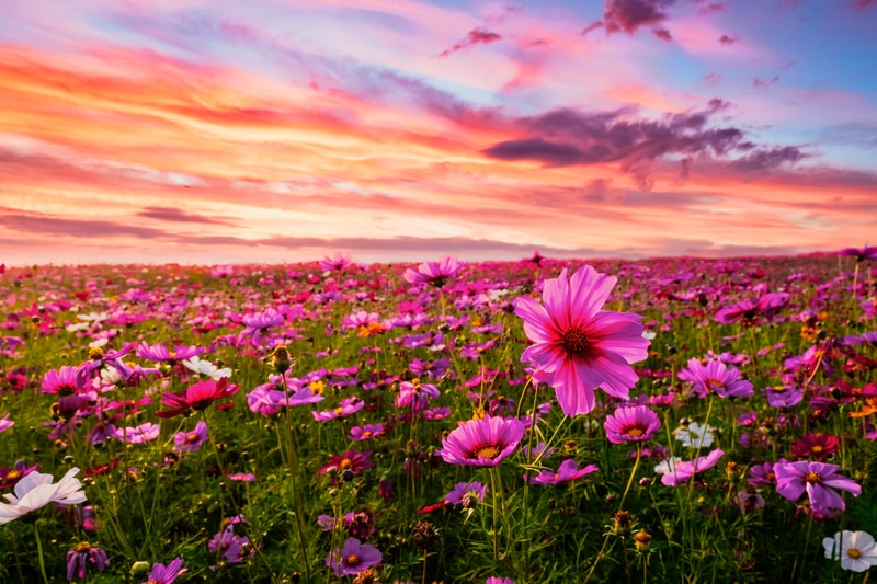 4 Reasons Why Cosmos Not Flowering Farmer Grows
