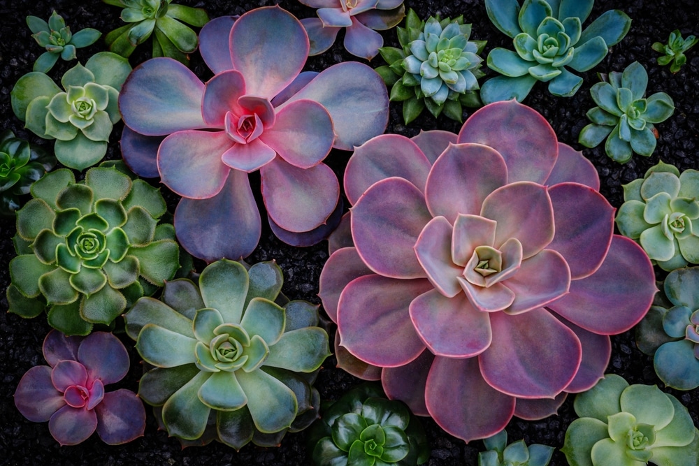 3 Possible Reasons Why Is Succulent Droopy Farmer Grows