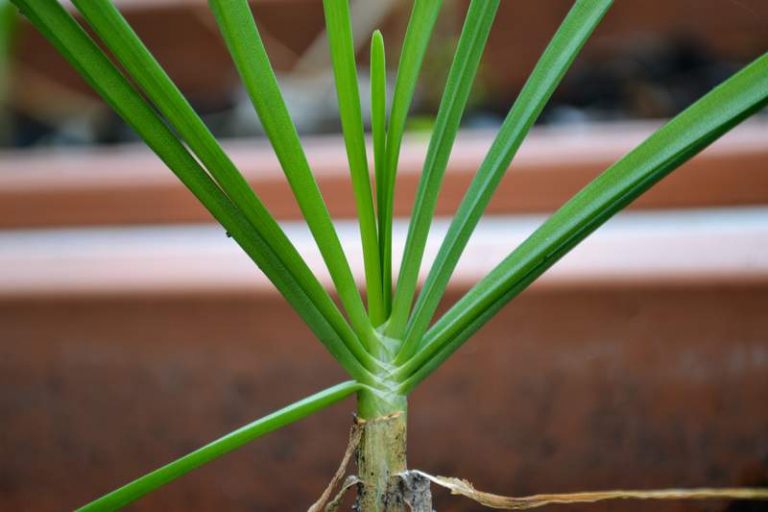 Why Do Flies Like Mint Flowers? (3 Reasons) Farmer Grows