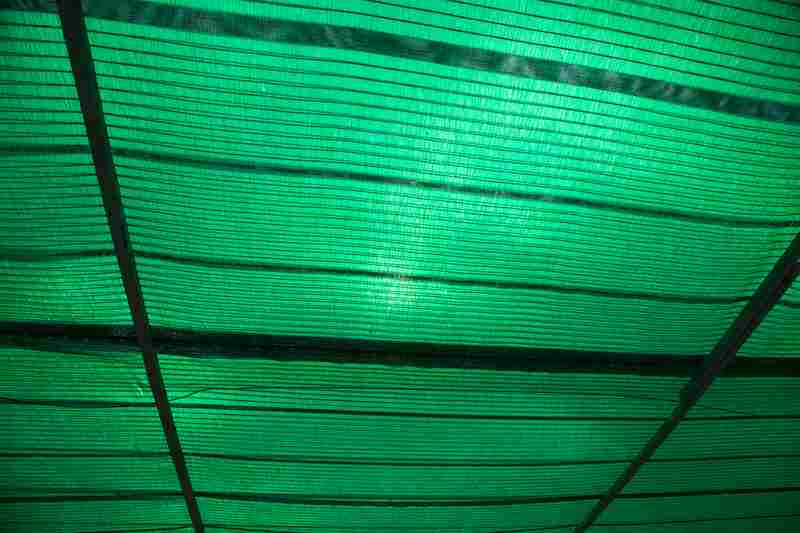 4 Ways To Fix Cactus Turning Light Green Farmer Grows