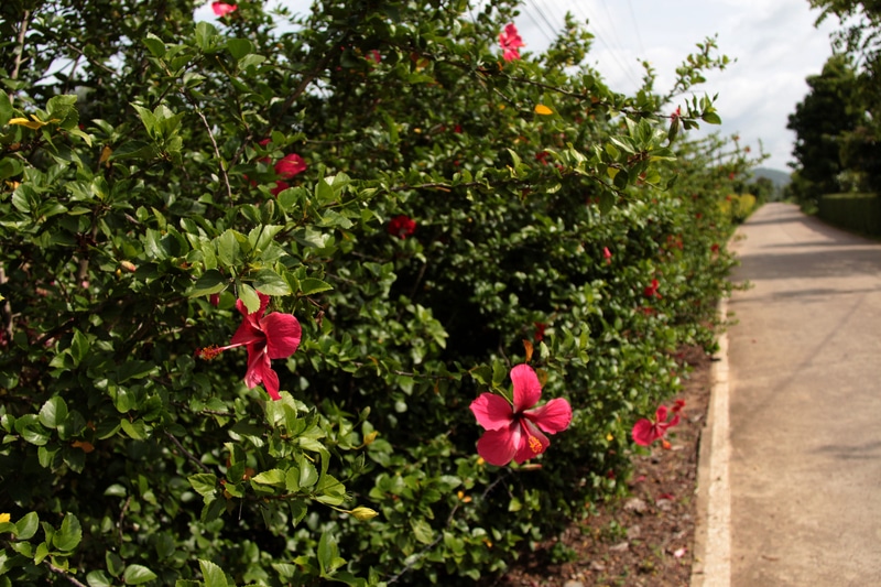Hibiscus Bush vs Tree Which One To Plant? Farmer Grows