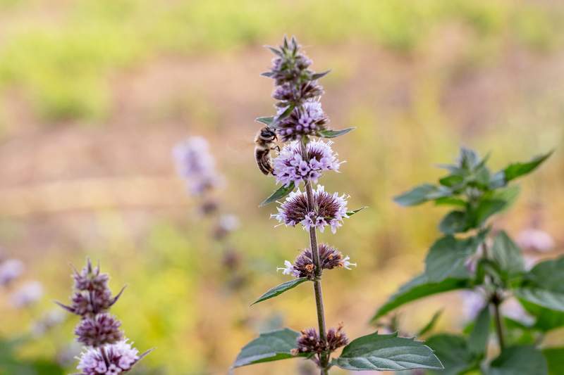 Why Do Flies Like Mint Flowers? (3 Reasons) Farmer Grows