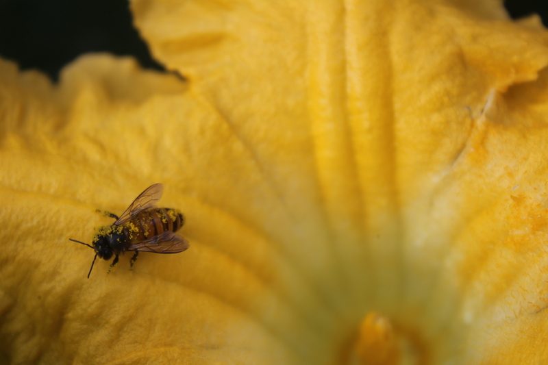 Why Are Female Pumpkin Flowers Dying Before Opening? Farmer Grows