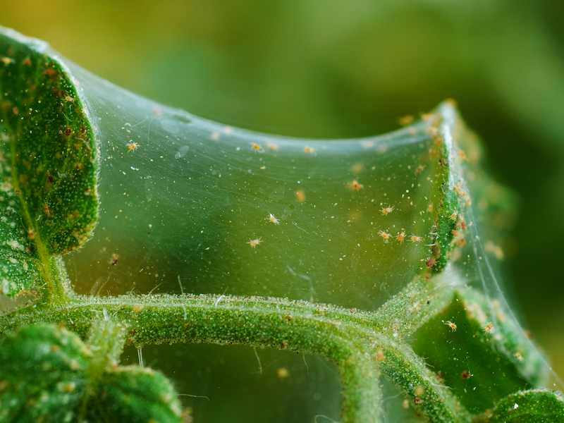 Pepper Plant Flowers Turning Brown 9 Major Reasons Farmer Grows