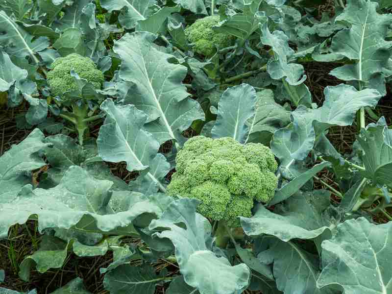 What To Do With Bolted Broccoli? (Answered) Farmer Grows