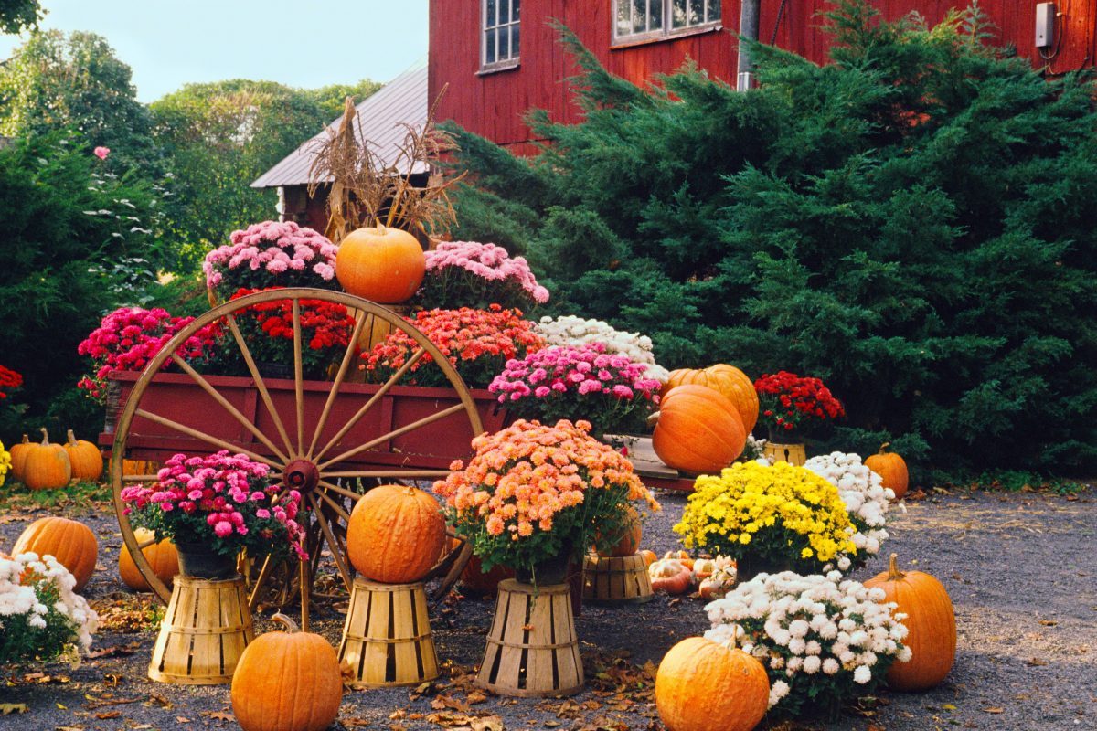 Mums for fall decorating
