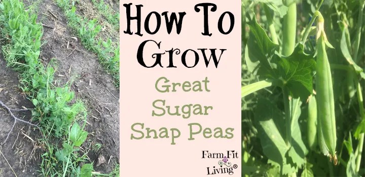grow great sugar snap peas