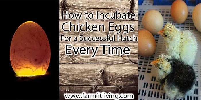 how to incubate chicken eggs
