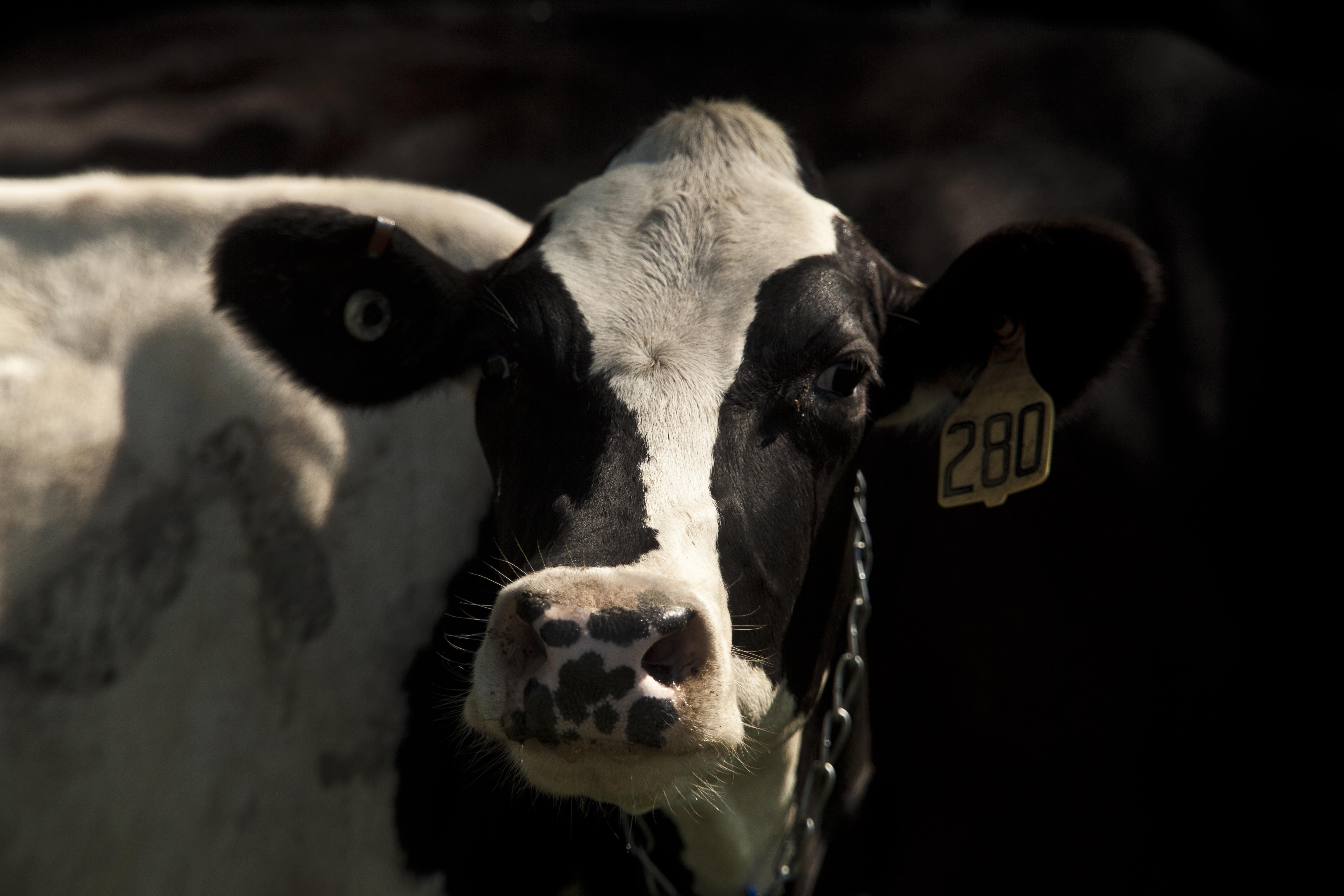 Got Milk? 13 Fascinating Dairy Facts Farm Flavor