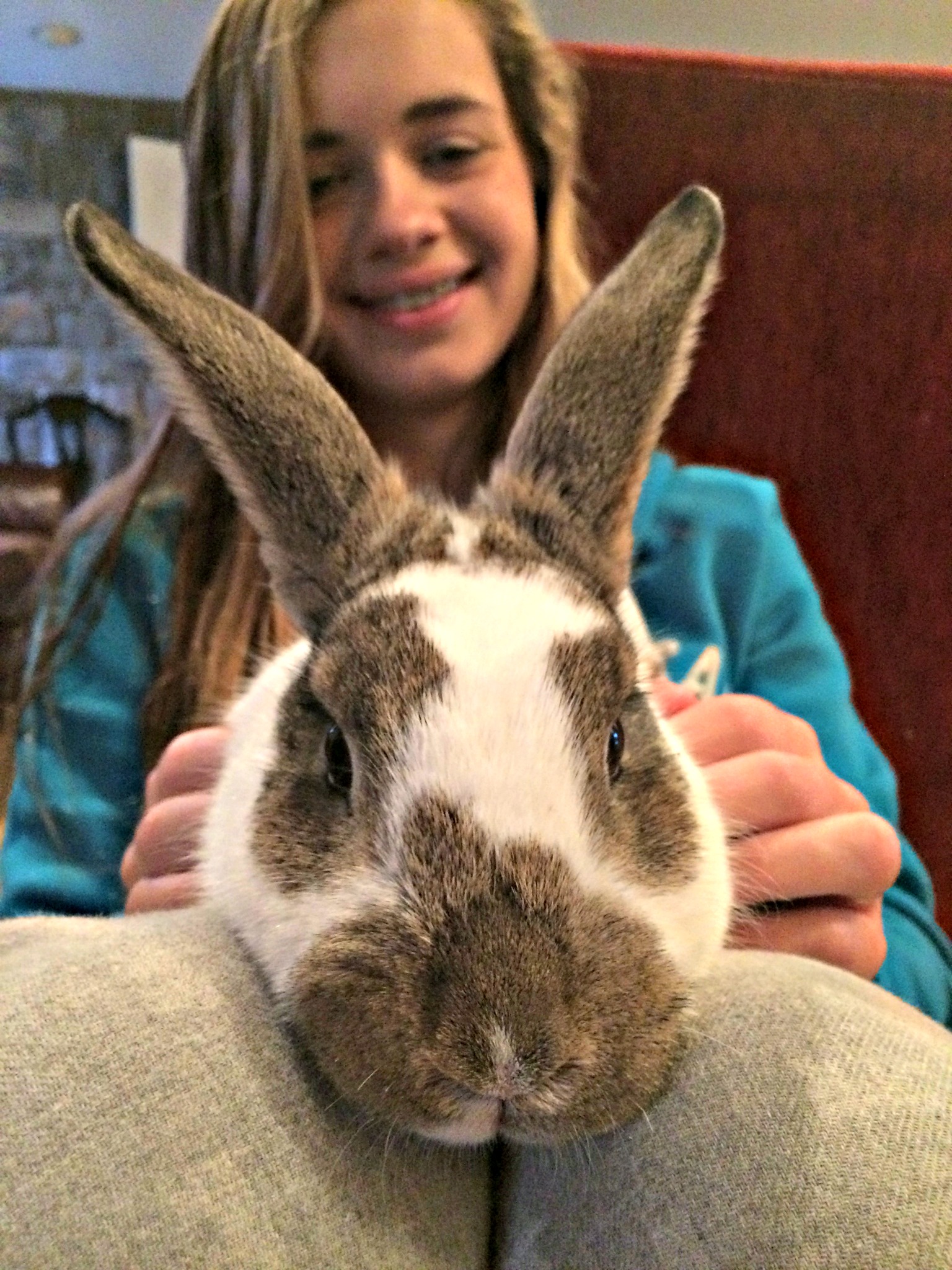 How to Keep Outdoor Rabbits Safe Farm Fresh For Life