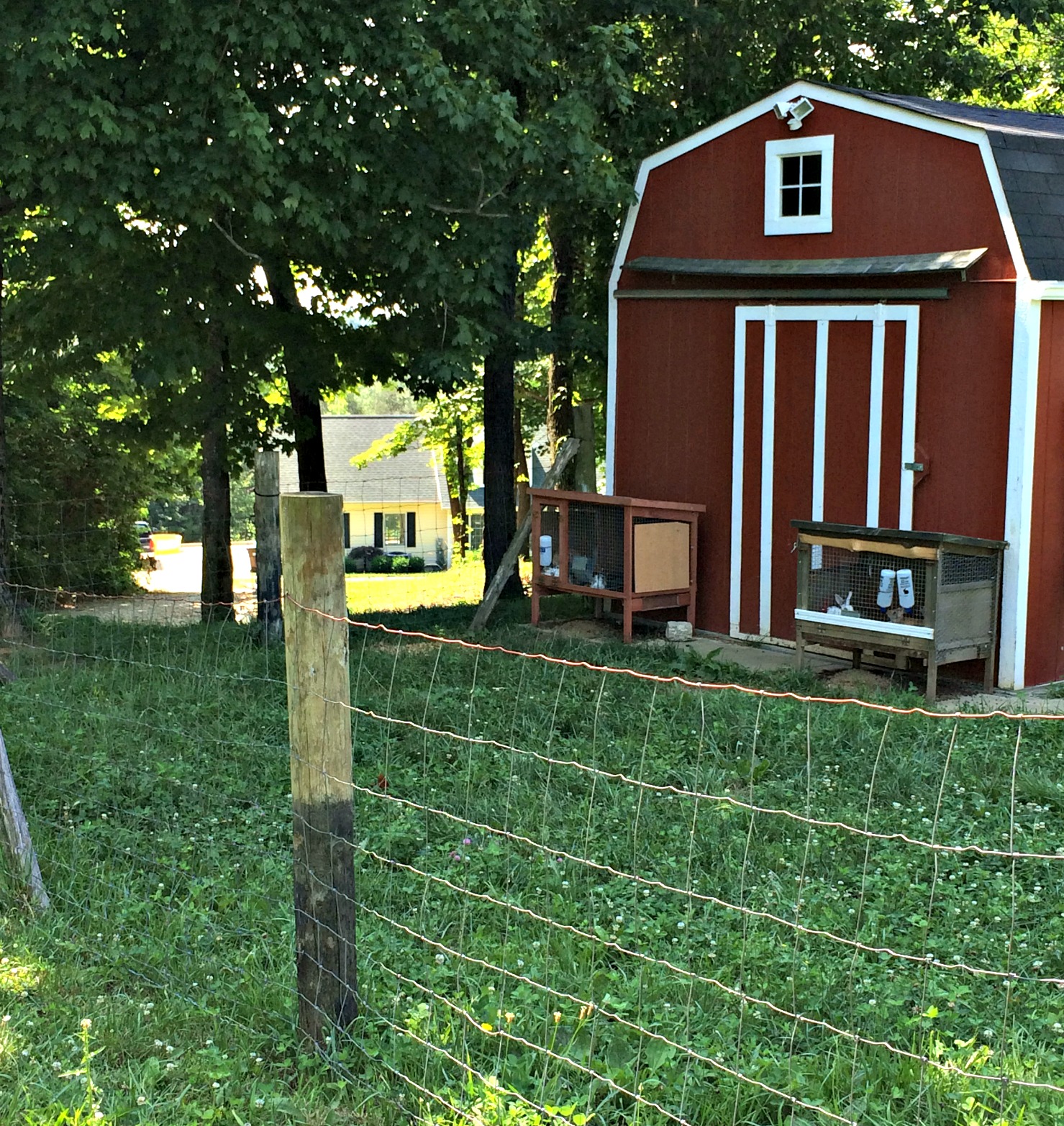 How to Keep Outdoor Rabbits Safe Farm Fresh For Life Real Food for