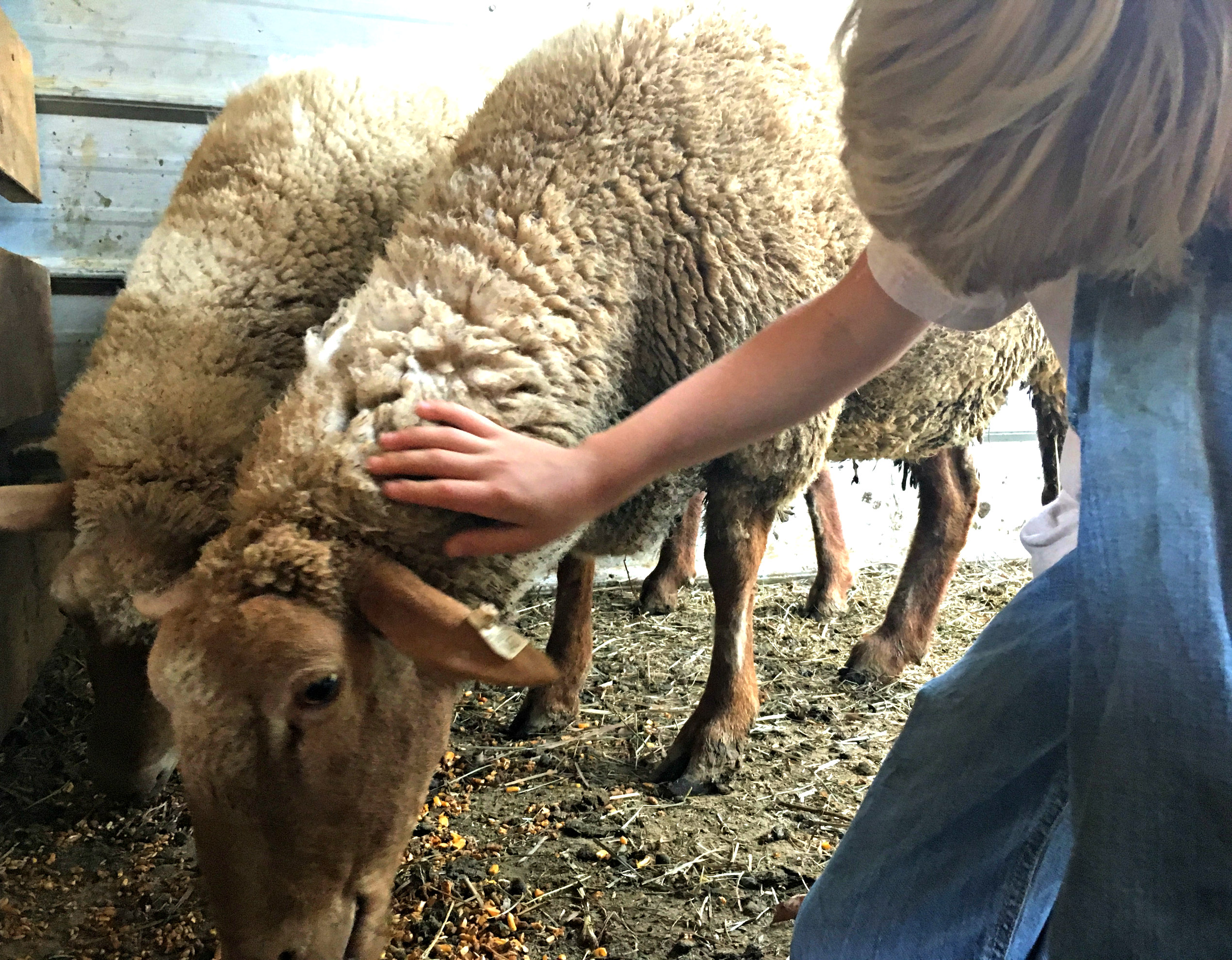 What to Expect When Your Sheep Gives Birth Farm Fresh For Life Real