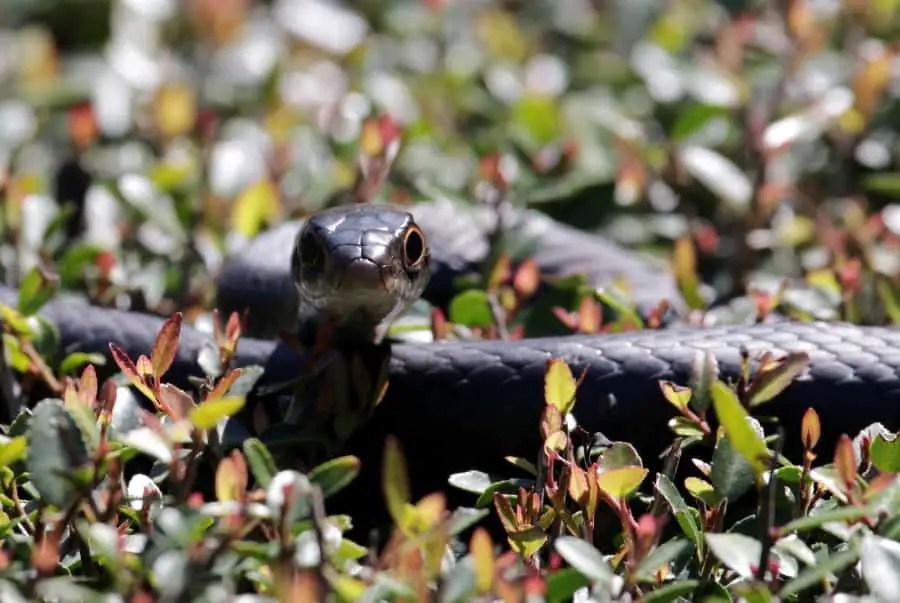 How To Keep Snakes Out Of Your Garden A Complete Guide