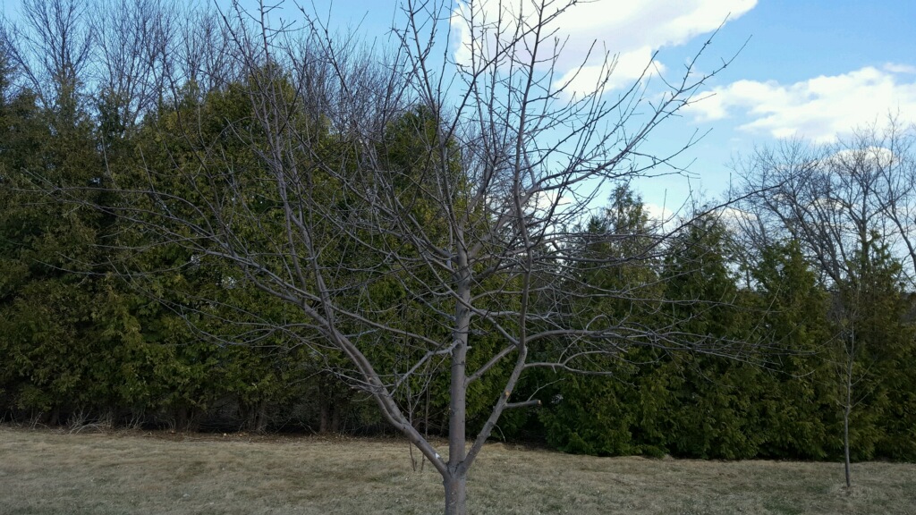 How to Trim an Apple Tree Farm Girl Fresh