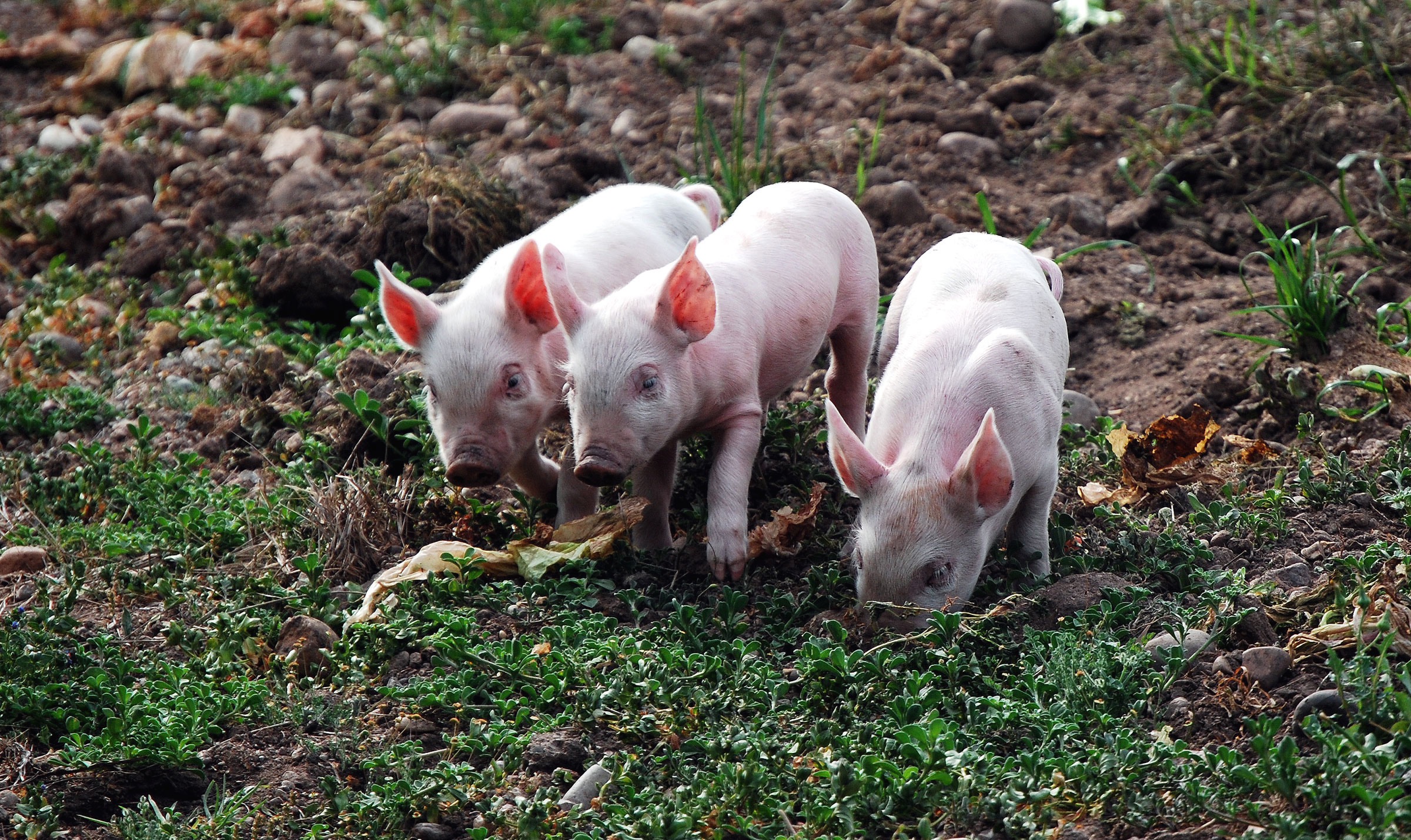 pigs Farm Grants Farm Funding