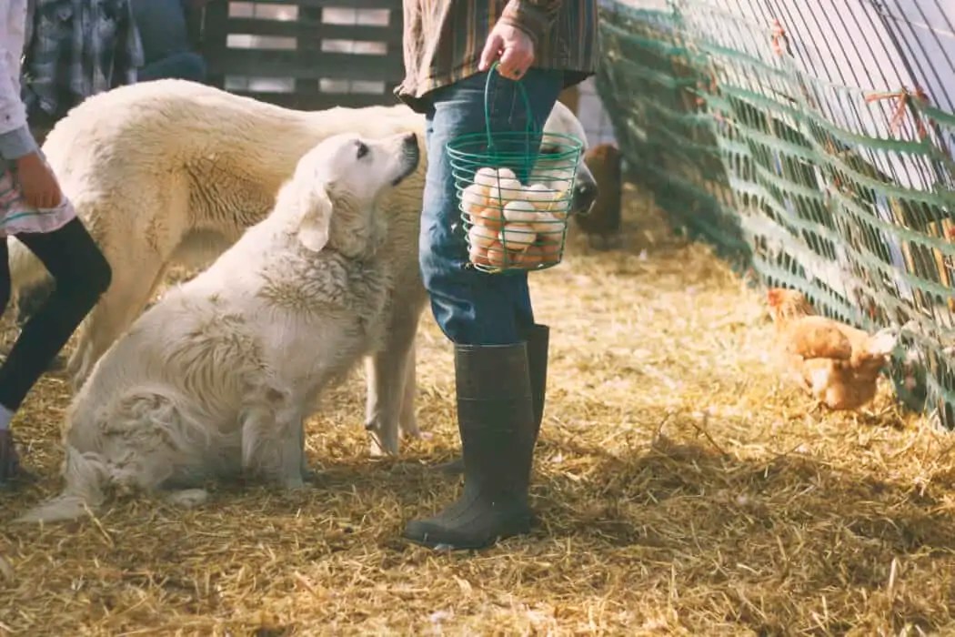 The Crowded Acre Where Dreams Come to Life FarmHer