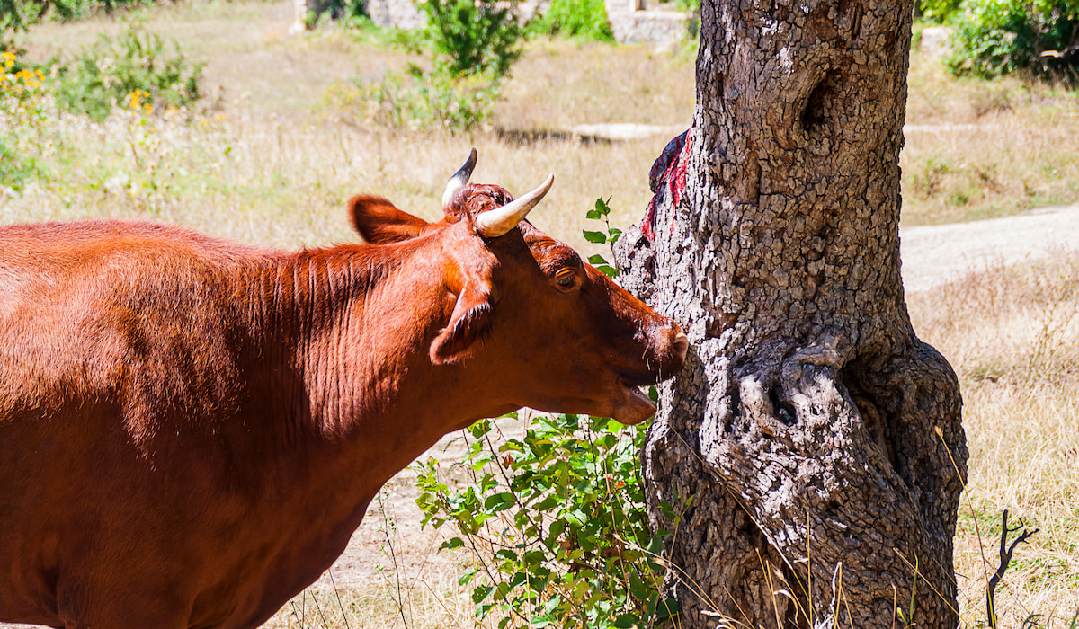 3 Reasons Cows Chew Wood and Eat Bark Farmhouse Guide