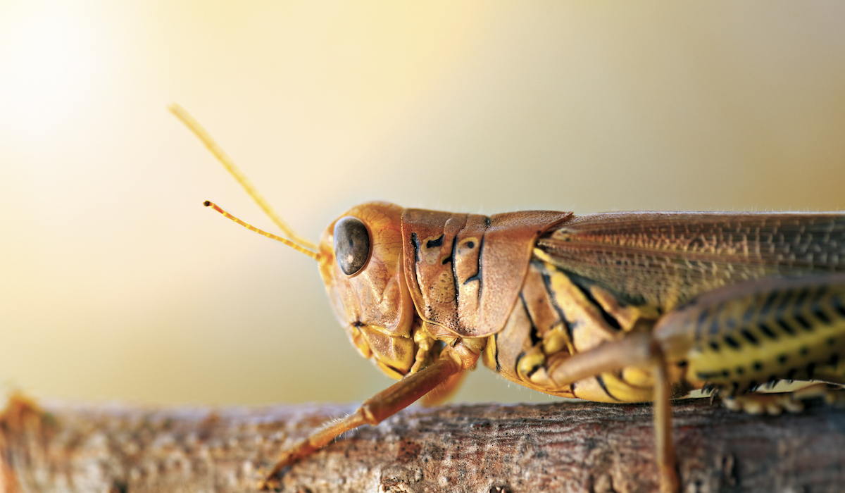 What Do Pheasants Eat Complete Guide Farmhouse Guide