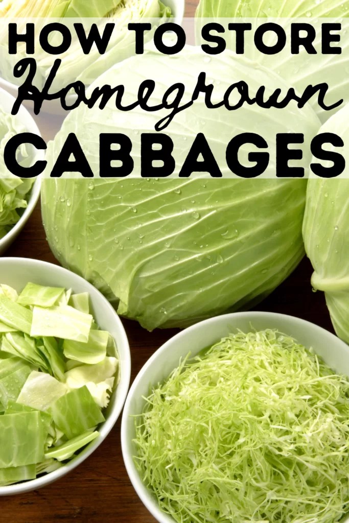 How to Store Cabbage & How to Use It!