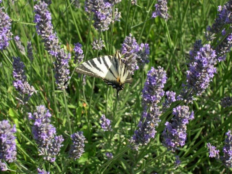 How to Plant Lavender FarmingAbout