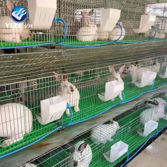 Routines, Tools and Equipment for Raising Rabbits FARMING ADVICE DIGEST