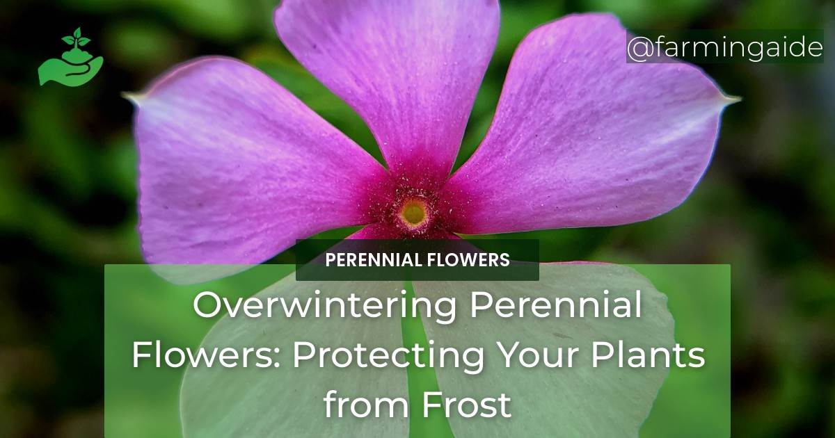 Overwintering Perennial Flowers Protecting Your Plants from Frost