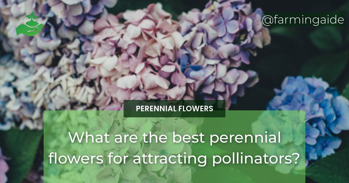 What are the best perennial flowers for attracting pollinators