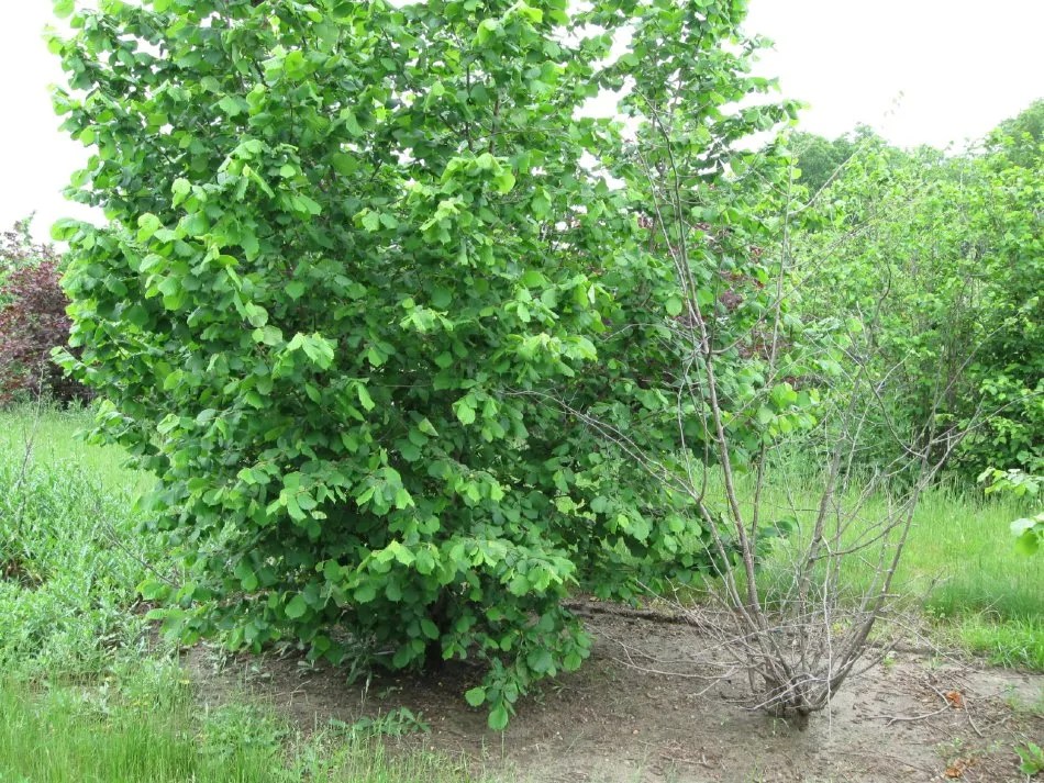 How to Grow Hazelnuts Everything you need to know Farming Base