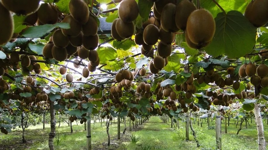 Growing Kiwi Everything You Need to Know About Planting Kiwi Farming