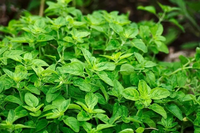 10 Most Profitable Herbs to Grow (You Might Be Surprised!)